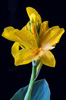 Yellow Canna Lily Photos