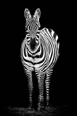 Designs Similar to Zebra by Paul Neville