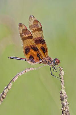 Southwestern Louisiana Dragonfly Art