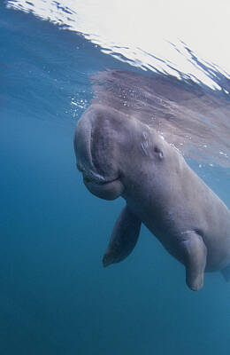 Designs Similar to Dugong #3 by Louise Murray