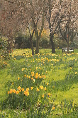 Spring London Green Park Daffodils Art