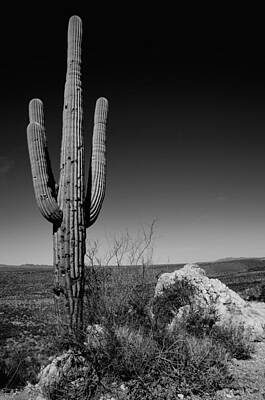 Cactus Photos