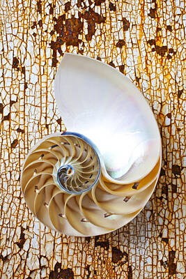 Designs Similar to Nautilus shell on rusty table