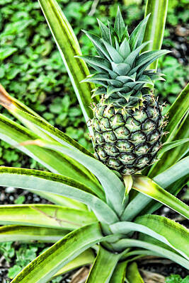 Hdr Of Pineapple Plant Art