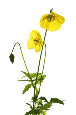 Designs Similar to Welsh Poppy Flowers