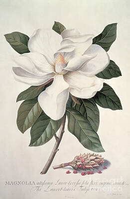 White Magnolia Art