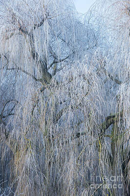 Designs Similar to A Winter Willow Weeps
