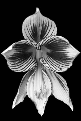 Designs Similar to Black and white lily