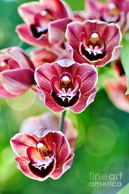 Cascading Miniature Orchids Art Prints