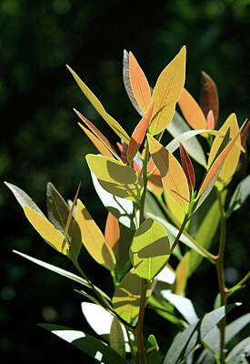 California Bay Laurel Photos