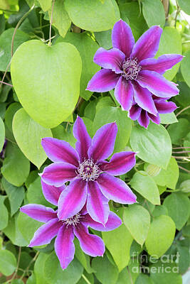 Designs Similar to Clematis Fireworks