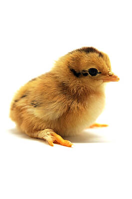 Designs Similar to Cute Chick