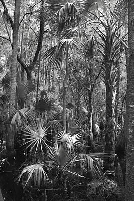 Designs Similar to Cypress Swamp Florida