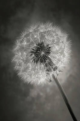 Designs Similar to Dandelion In Black And White