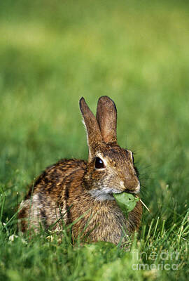 Designs Similar to Eastern Cottontail Rabbit