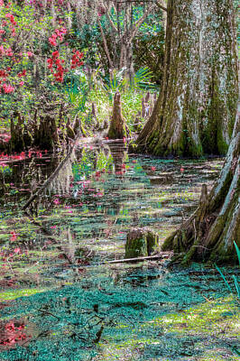 Designs Similar to Garden Swamp by DCat Images