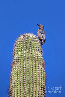 Gila Woodpecker Photos