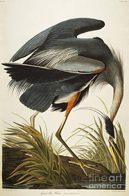 Great Blue Heron Art