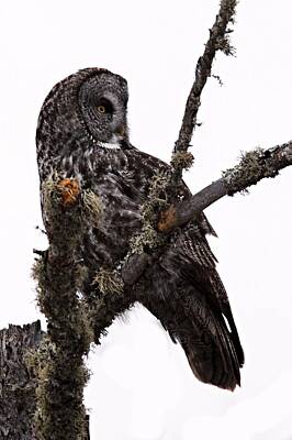 Designs Similar to Great Grey Owl by Larry Ricker