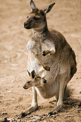 Kangaroo Photos Original Artwork