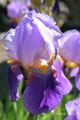Designs Similar to Look at Me - Purple Iris