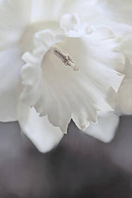 Designs Similar to Luminous Ivory Daffodil Flower