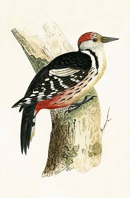 Designs Similar to Middle Spotted Woodpecker