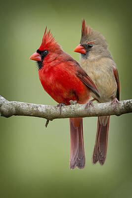 Male And Female Northern Cardinal Art