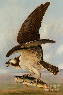 Osprey In Flight Paintings