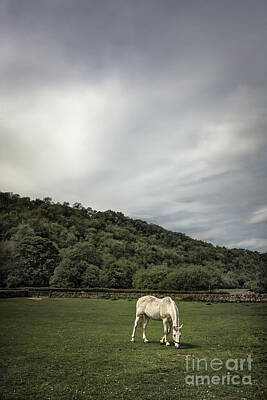 North Yorkshire Moors Art