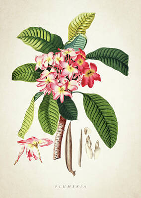 Botanical Digital Art