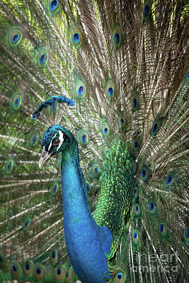 Designs Similar to Portrait of a Peacock