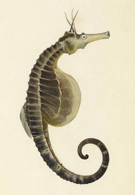 Best Selling Seahorse Art Prints