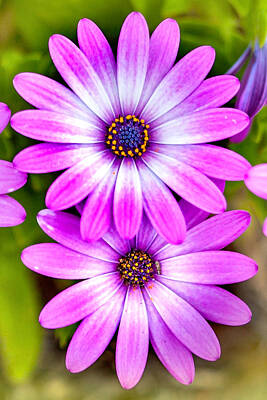 Designs Similar to Purple Flowers by Az Jackson