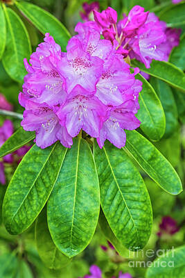 Designs Similar to Rhododendron