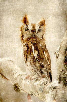 Designs Similar to Screech Owl in the Snow