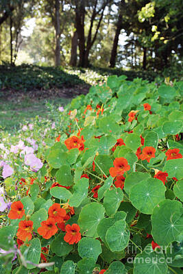 Designs Similar to Sea of nasturtiums