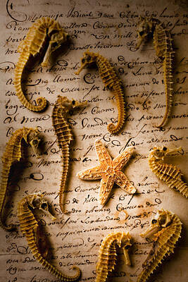 Seahorses Starfish Old Letter Words Art
