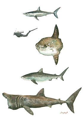 Designs Similar to Sharks and Mola Mola