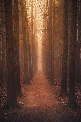  Photograph - The Narrow Path by Rob Blair