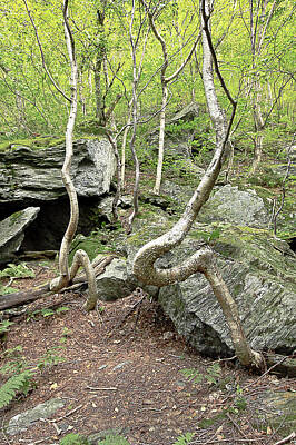Trees Rocks Sky Leaves Tree Trunk Ground Rain Mountain Art