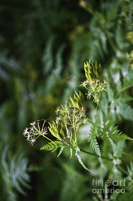 Designs Similar to Wild Chervil by Liz Alderdice