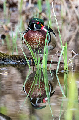 Designs Similar to Wood Duck Marsh reflections