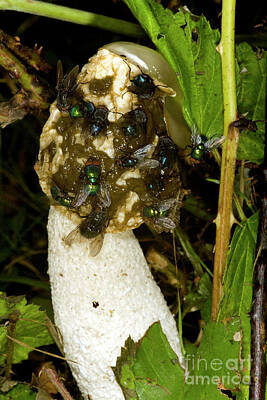 Designs Similar to Stinkhorn Fungus #1