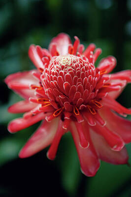 Red Torch Ginger Flowers Art