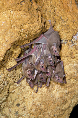 Designs Similar to African Sheath-tailed Bats