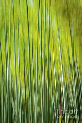  Photograph - Bamboo Blur by Paul Woodford