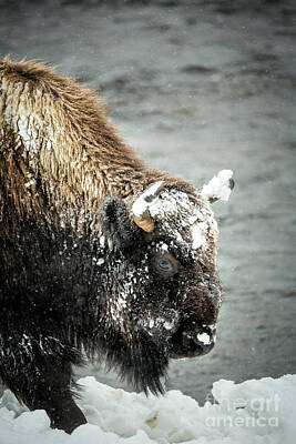 Designs Similar to Bison In Snowstorm Close Up