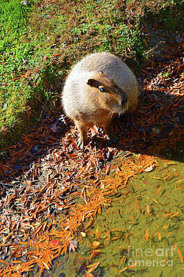 Designs Similar to Capybara - Cape May Zoo