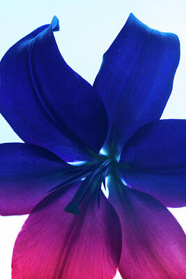  Photograph - Flower Abstract #2, 2013 by Chris Hunt